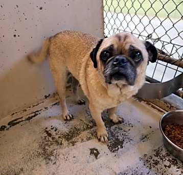 Photo of Mugsy