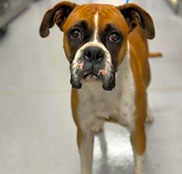 Photo of Dixie 11/8/23