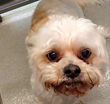 Photo of Sparky