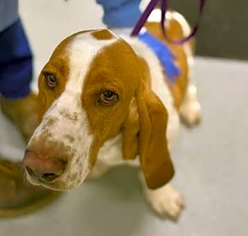 Photo of Buster