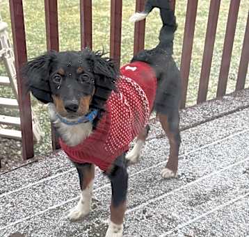 Photo of Chewie