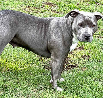 Photo of Willow