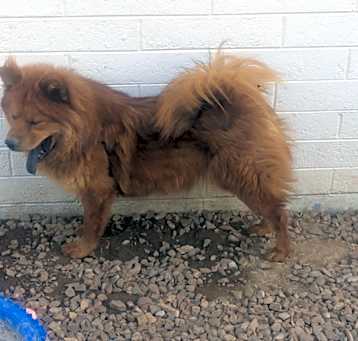 Photo of Ginger
