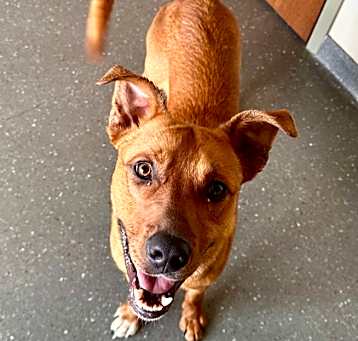 Photo of Taz