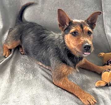 Photo of Stella