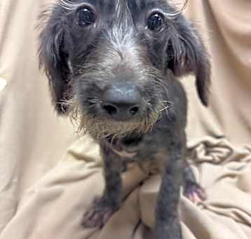 Photo of Raisin