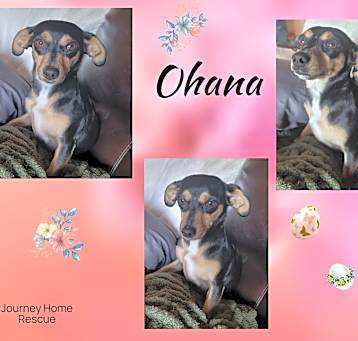 Photo of Ohana