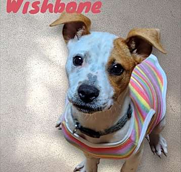 Photo of Wishbone