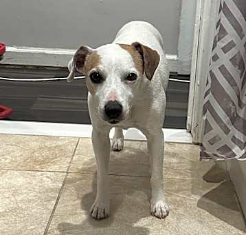 Photo of Biscuit