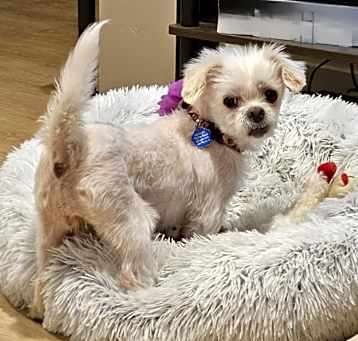 Photo of Lady