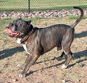 Photo of Apollo