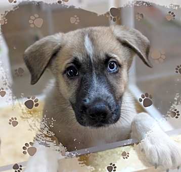 Photo of DeeDee