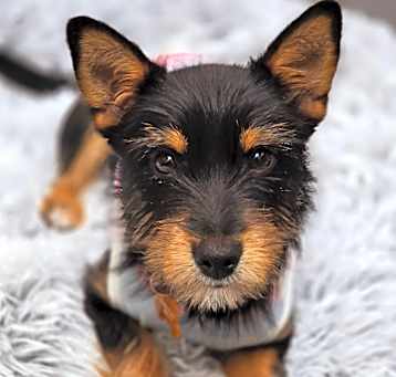 Photo of Darla