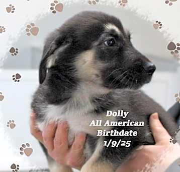 Photo of Dolly