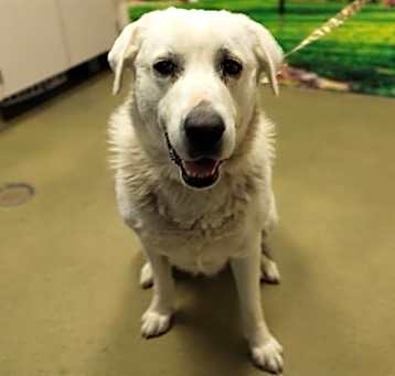 Photo of URGENT! SHELTER IS FULL