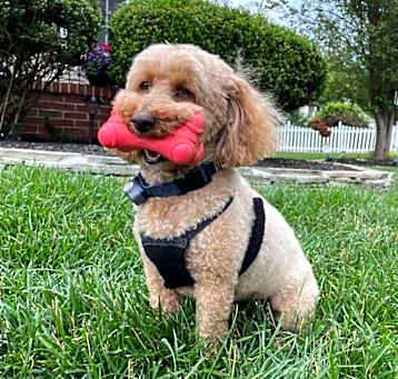 Photo of Rusty