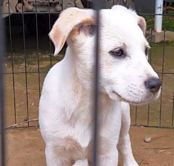 Photo of Marshmallow