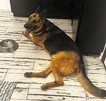 Photo of Shep (CL)