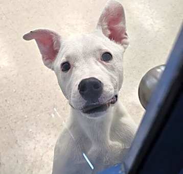 Photo of Dexter