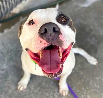 Photo of DOZER