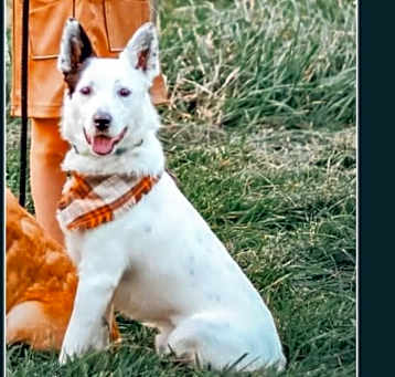 Photo of Scout