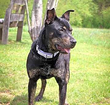 Photo of Bosco