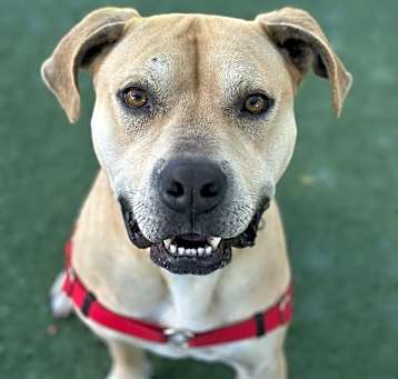 Photo of Cooper