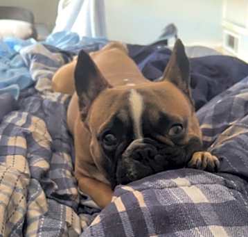 Photo of King