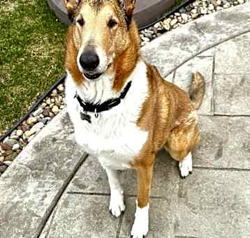 Photo of Archie