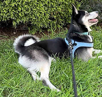 Photo of Blue