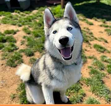 Photo of Spinner