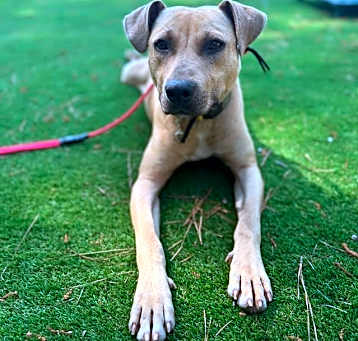 Photo of Bunter
