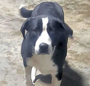 Photo of Droopy