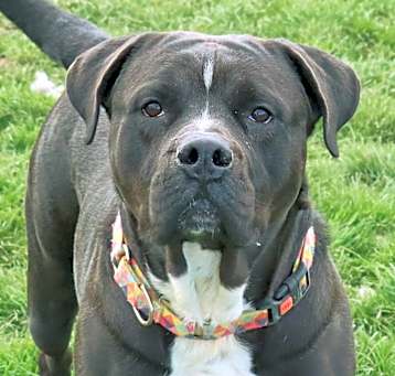 Photo of Paisley