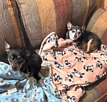 Photo of Bella and Duke