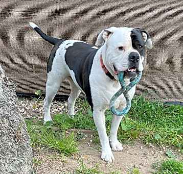 Photo of Bowser