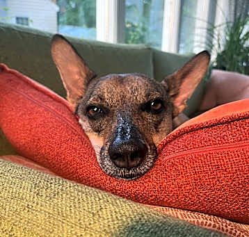 Photo of Desi