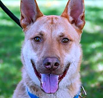 Photo of Canelo