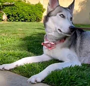 Photo of Star