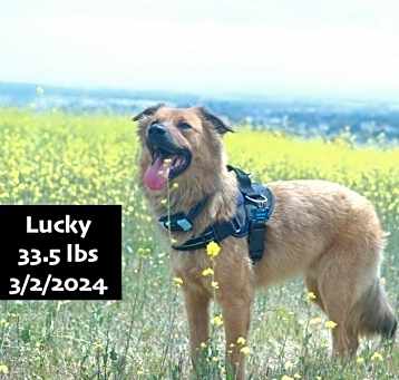 Photo of Lucky