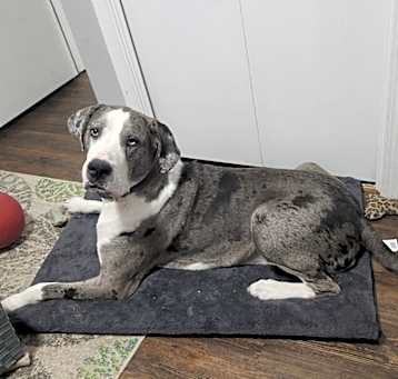 Photo of Khaleesi (25-029)