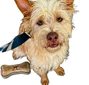 Photo of Gizmo
