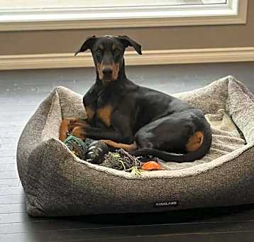 Photo of Dante (EDMONTON, AB)