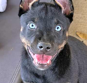 Photo of Shug