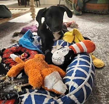 Photo of Harleigh (Edinburg Puppies)