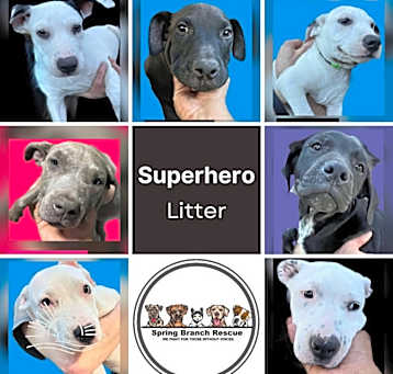 Photo of THE SUPERHEROES LITTER MALE & FEMALE LITTER OF 7
