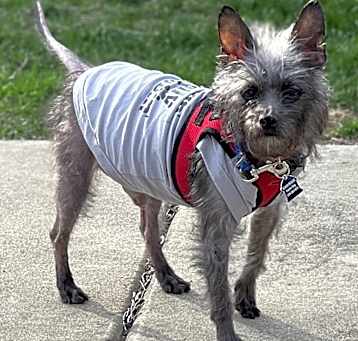 Photo of Underdog