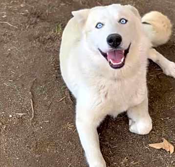 Photo of Ace
