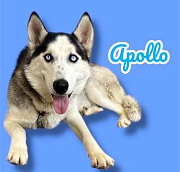 Photo of Apollo