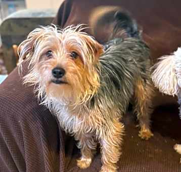Photo of Viggo